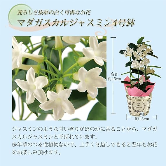 Amazon 花のギフト社 マダガスカルジャスミン ジャスミン 花鉢 鉢花 鉢植え 鉢 フラワーギフト 父の日 観葉植物 オンライン通販