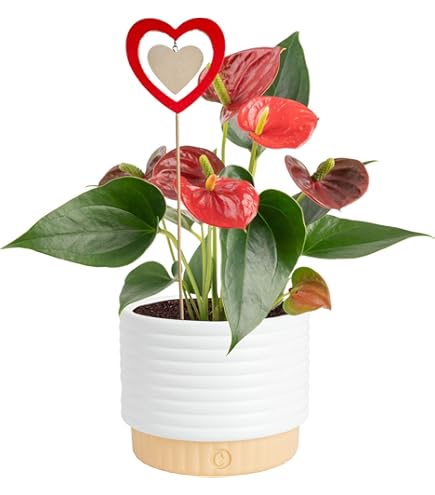 Amazon.com : Costa Farms Anthurium, Flamingo Flower Live Plant in