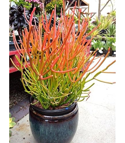 Amazon.com : FIRE Stick Euphorbia TIRUCALLI Exotic Color Pencil Cactus Plant  Succulent 6" Pot : Patio, Lawn & Garden