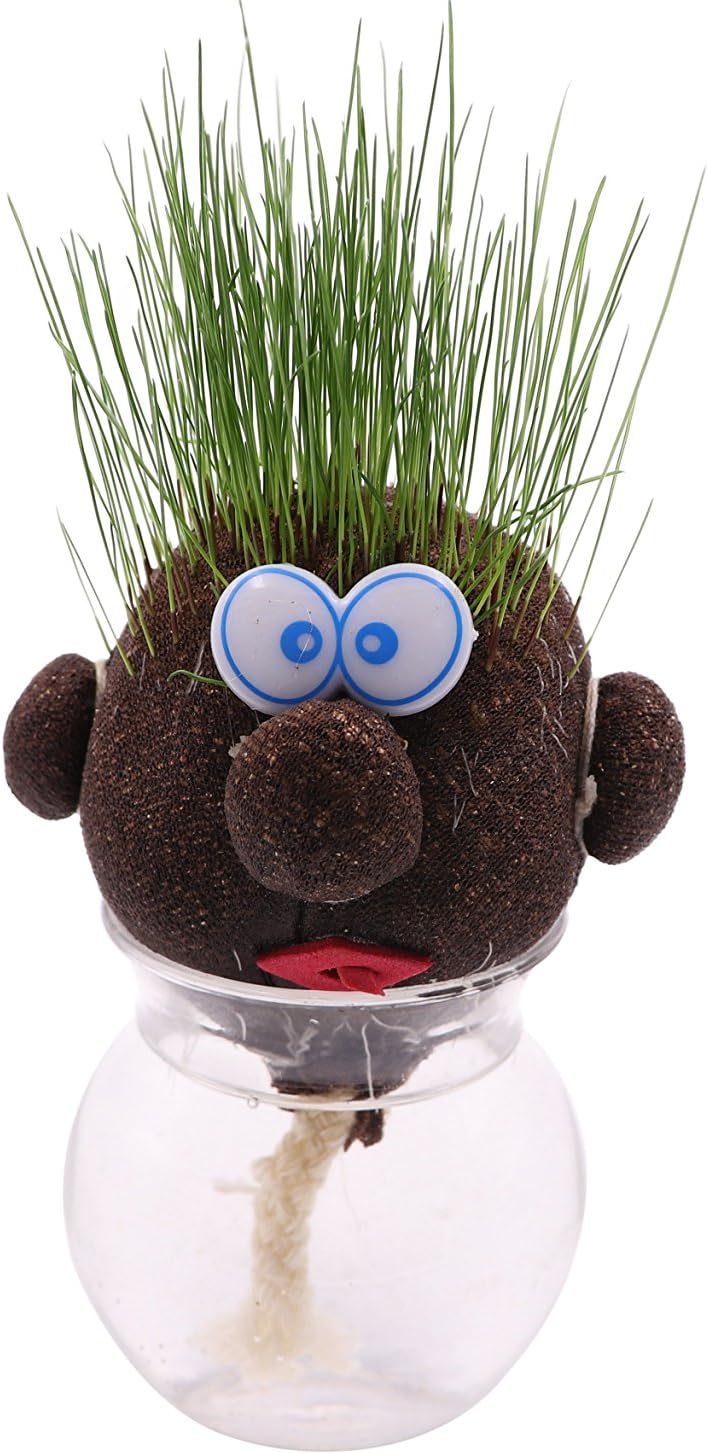 Funny Fast Growing Grass Head Learning 