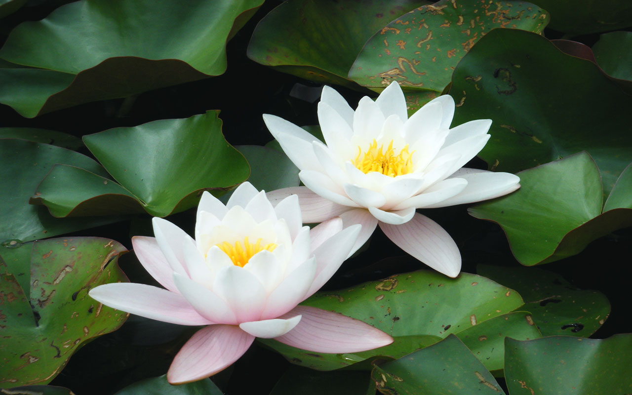 Lotus Flower Live WallpaperAmazon.deAppstore for Android