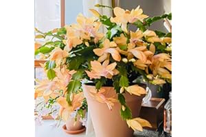 Christmas Cactus Bare Root Plants Live, 4-6 Inch Tall Perennial Holiday Houseplant, Schlumbergera Rooted Starter Plants for I