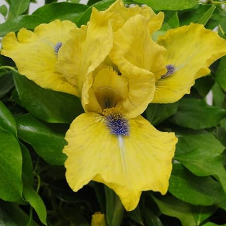 Amazon 一年中鉢植えにすることができ 多年生の球根で メンテナンスが簡単で 世界で最も有名な花の1つであるアヤメの球根を植えることは 繊細で美しい花びらで屋外でアヤメの球根を育てるのに使用されます 2 球根 3 花