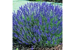 Clovers Garden English Lavender (Lavandula) Hidcote Blue Plants – Two (2) Live Plants – Non-GMO - Not Seeds - Each 4" to 8" Tall – in 4" Inch Pots - Compact Growth