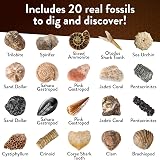 Science Kidz Mega Fossil Dig Kit - 20 Prehistoric Fossils STEM Educational Toy view 3