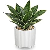 Artificial Agave Succulent Plants Faux Snake Plant Fake Succulent Agave Plants Potted in White Pot Succulent Aloe Plant for Desk Modern Office Living Room Table Shelf Home Indoor Outdoor Decor