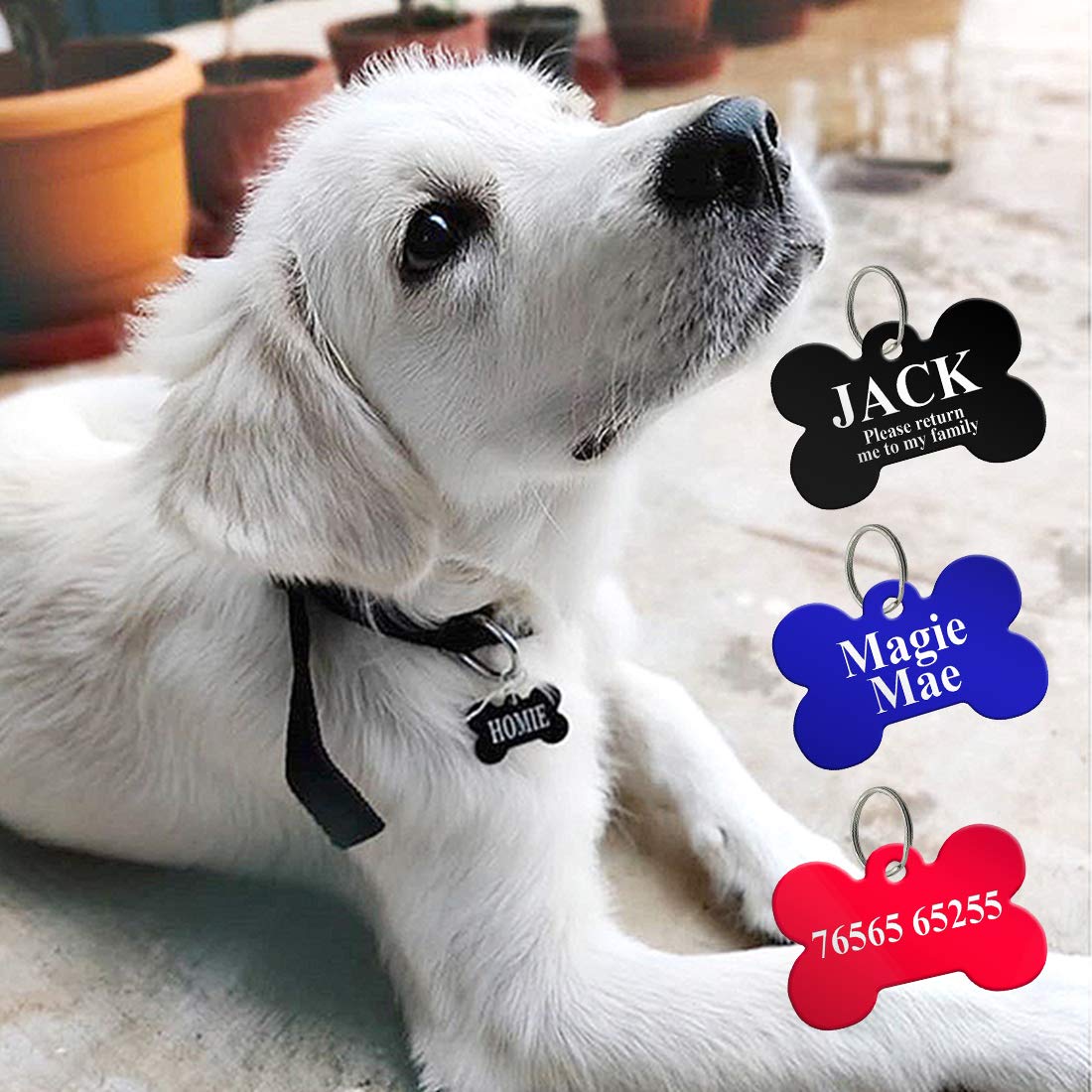 what kind of dog is in return to me