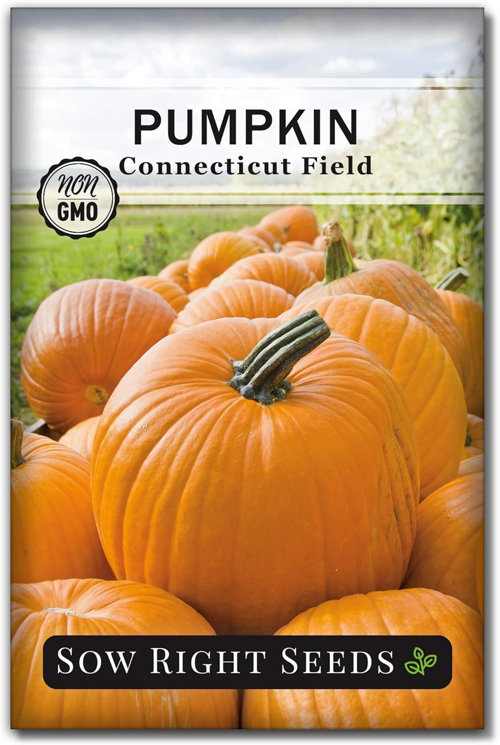 Sow Right Seeds Connecticut Field Pumpkin Seed for Planting NonGMO