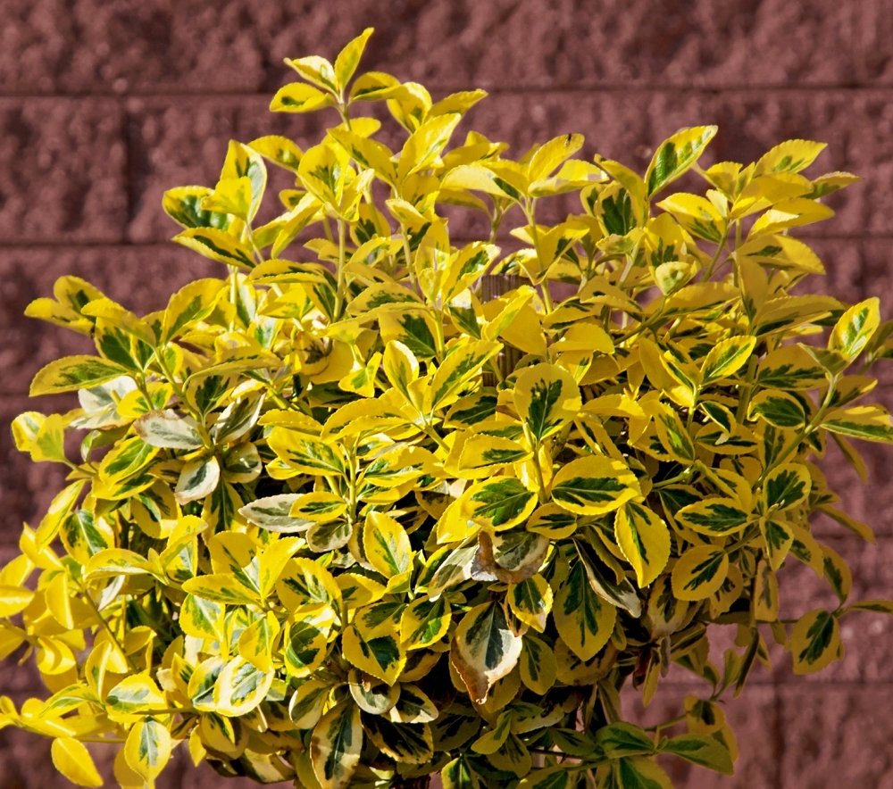 Cottage Hill 1 Piece Golden Euonymus Evergreen Plant 3 Quart