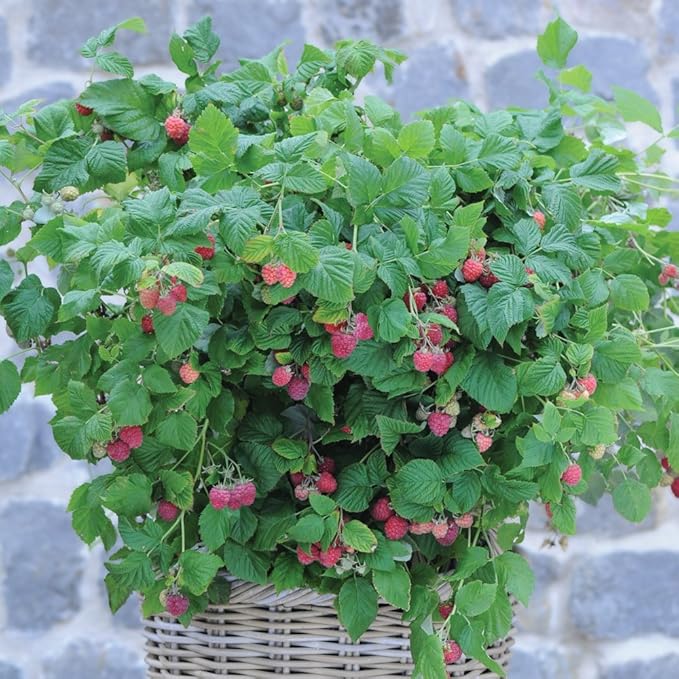 Patio Raspberry Ruby Beauty Plant Compact Dwarf Plant, High Yields of Sweet Raspberries, Hardy