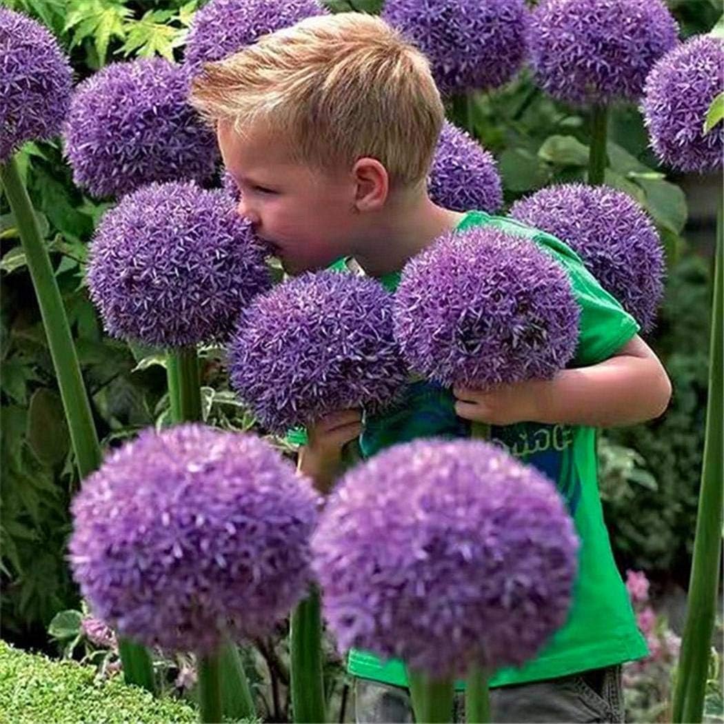 Aimado Samen 10 Pcs Wilder Wein Kletterpflanze Winter Samen Mehrjahrig Winterhart Schnellwachsend Ideal Fur Garten Sidra Hospital