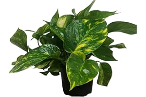 GENERIC Golden Pothos Live Plant, Easy Care Indoor House Plant in Grower's Pot, Potting Soil, Great for Outdoor Hanging Planter or Basket, Housewarming Gift, Desk Decor, Room Decor, BSBD