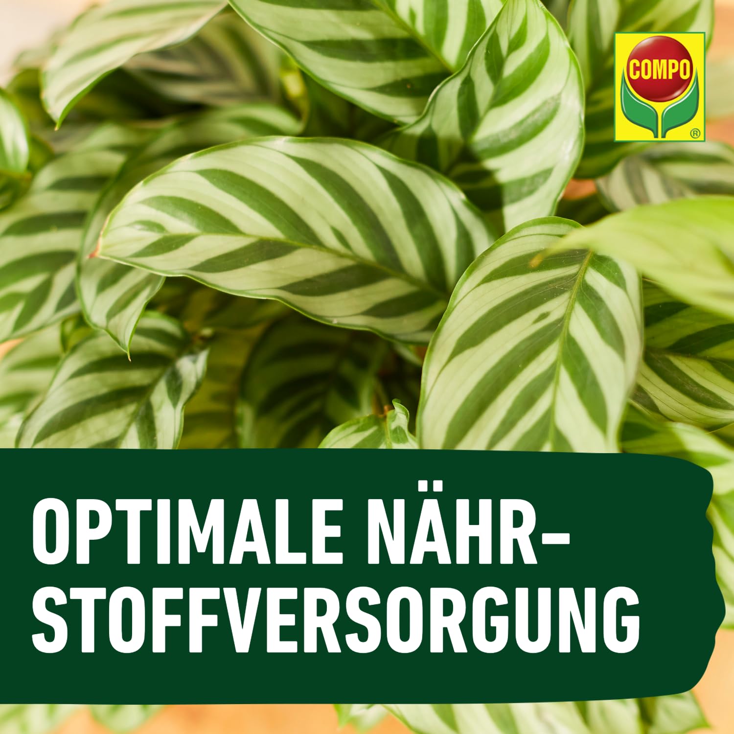 COMPO Grünpflanzendünger und Palmendünger – Spezial-Flüssigdünger für alle Zimmer-, Balkon- und Terrassenpflanzen – 1 Liter 6