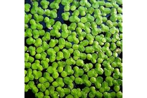 Aquatic Discounts - 2000+ Live Duckweed – Vibrant Green Floating Plants for Aquariums, Ponds, aquaponics! Great Food for KOI, Goldfish, Turtles, Cichlids! Improves Water Quality! Buy 2 G E T 1 Free!
