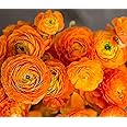 Orange French Peony Ranunculus - 12 Largest Size Corms, Premium Ranunculus Bulbs, Vibrant Orange Flowers, Ideal for Garden Beds, Spring Planting, Stunning Peony-Like Blooms