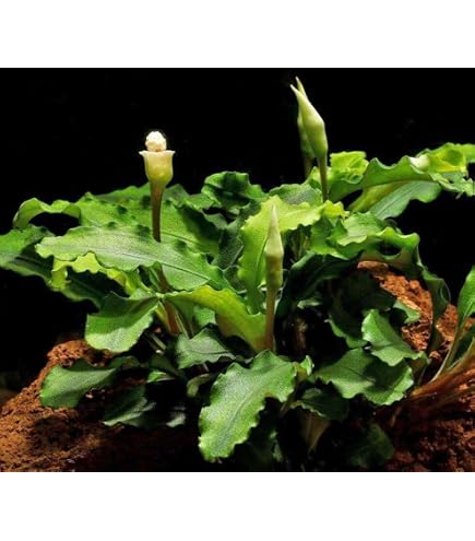 Amazon.com: Bucephalandra SP. Wavy Green - Rare Live Aquatic Plant