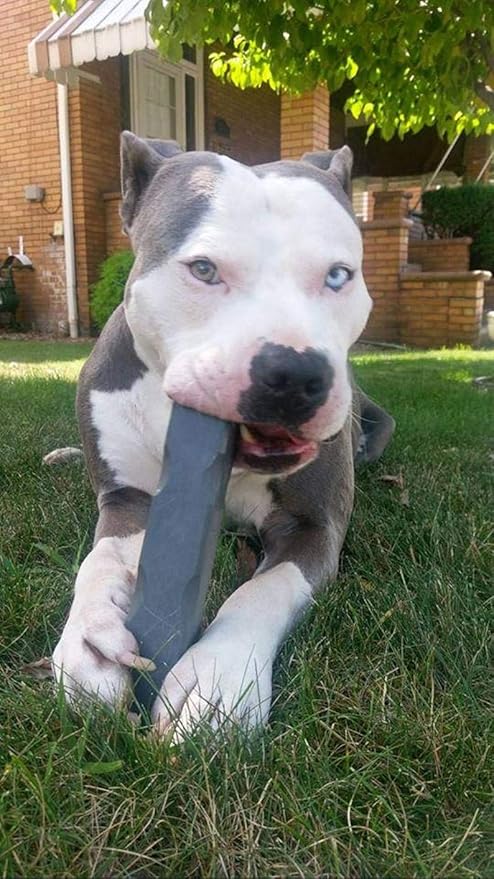 pup pie birthday cake