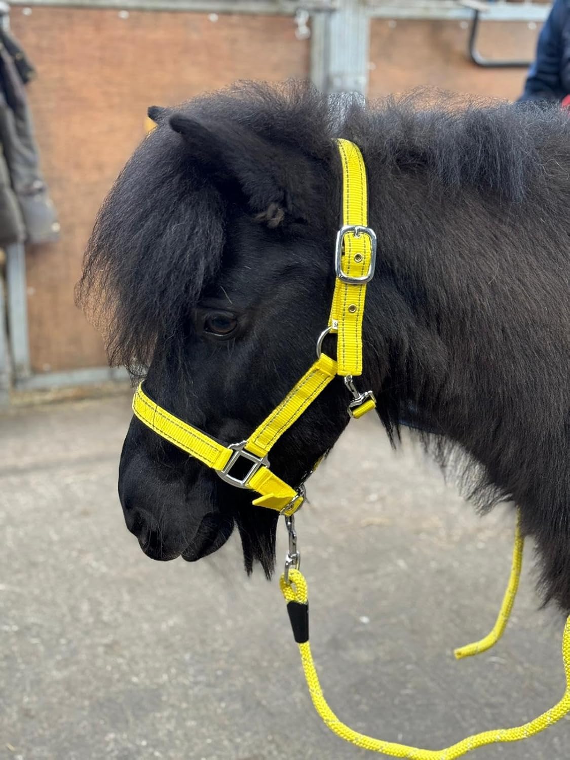 Equipride Reflective Headcollar and Lead Rope Set Neoprene Padded Full-Shetland Neon Yellow (Shetland)