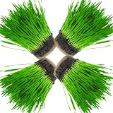Cat FurNature Cat Grass 4 Pack All-in-One Kits UK Grow Your Own view 2