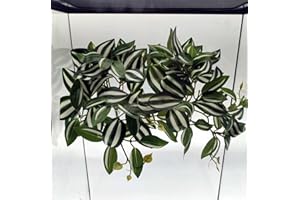 FLMOVING Reptile Plants for Terrarium, Amphibian Habitat Decor Artificial Hanging Plants with Suction Cup, Artificial Plants for Gecko Chameleon Snake Tortoise Tank Accessories. 2 Pack (FL-B)