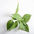 Lime Basil Seeds- 25 Count Seed Pack - Non-GMO - A Zesty herb with a Sweet, citrusy Aroma Used in a Variety of Dishes. - Country Creek LLC