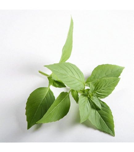 Semillas De Albahaca Limón (Ocimun Basilicum) - Paquete De 2 Gr / Aprox. 1400 Semillas - Rocalba