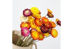 TAVKITE Dried Flowers Natural Daisy Mums Flower - 20 Stems Multicolor Daisies Artificial Sunflowers, Dry Fall Orange Flowers Bouquets for Vase, Wedding Home Farmhouse Decor, DIY Table Centerpiece Decoration