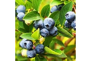PLANTS BY MAIL Tifblue Rabbiteye Blueberry Bush (2.5 Quart) Fruit-Bearing Deciduous Shrub - Full Sun Live Outdoor Plant