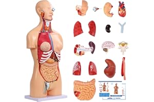 DSFGFRR Dual-Sex Human Torso Anatomy Model 33.4", 32 Part Removable Anatomy and Physiology Torso with Heart Brain Visceral Organ Muscular Layers Bone Vessels Includes Manual for Medical Scientific Education