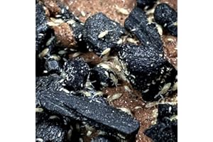 GENERIC Creation Cultivated - Tropical White Springtails (Collembola) - Live Insect Culture BioActive Terrarium Vivarium Clean Up Crew