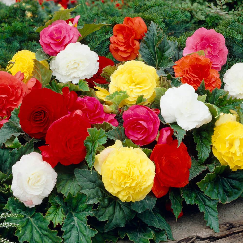 Belgian Upright Giant Begonias x 10 Tubers
