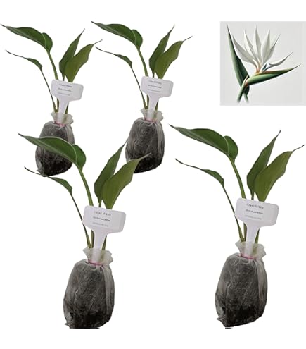 Amazon.com : White Bird of Paradise | 10 Live Plants | Strelitzia Nicolai |  Beautiful Rare Foliage Specimen : Patio, Lawn & Garden