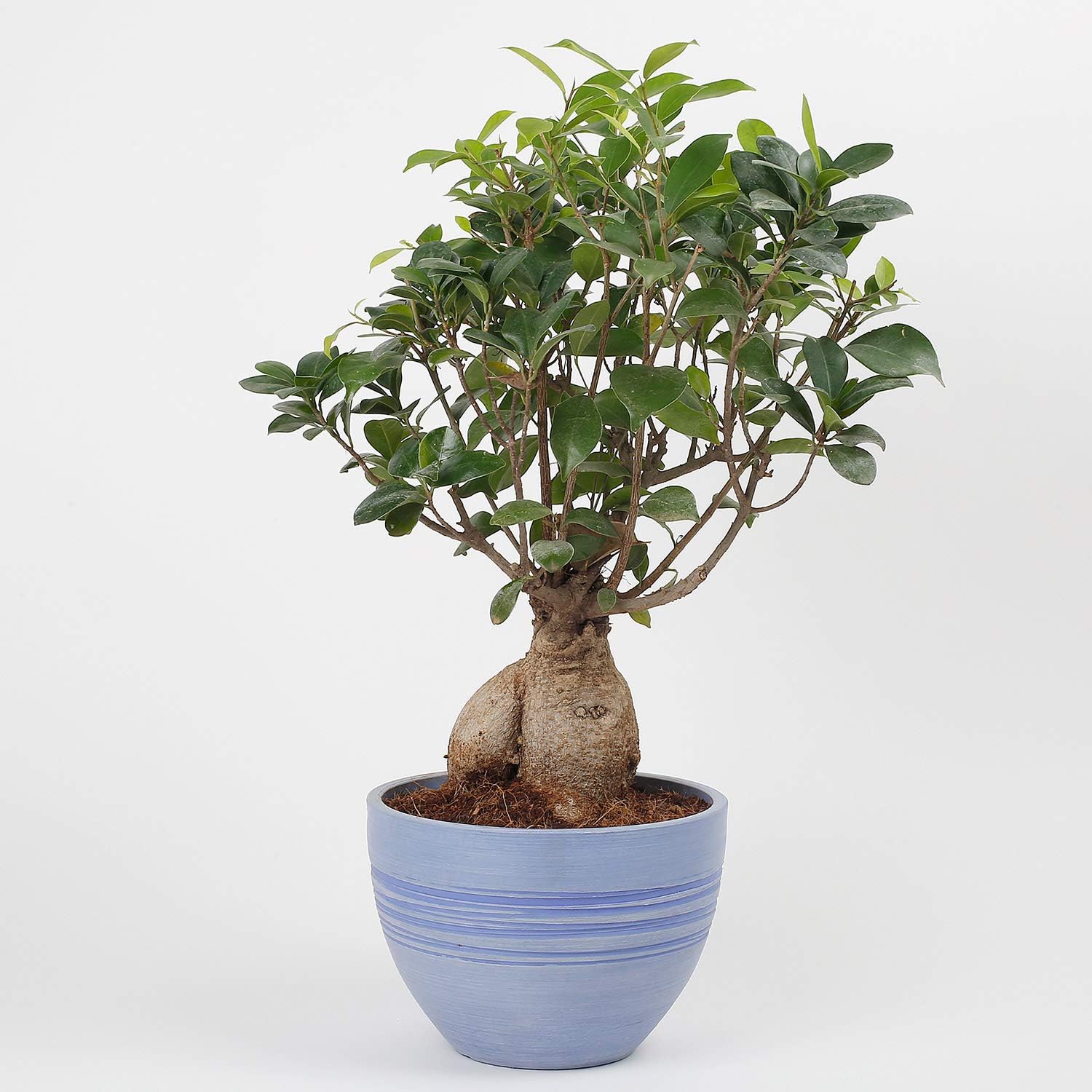 Ferns N Petals Ficus Microcarpa Bonsai Plant in Recycled Plastic Pot
