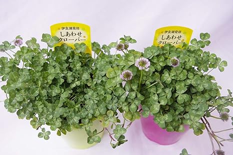 Amazon 幸せの 四つ葉のクローバー シロツメグサ 2鉢入り 幸せの 四つ葉 の クローバー 鉢植え 栽培方法付き プレゼント 記念日 入学 お祝い 引越し お祝い おススメ シロツメクサ 観葉植物 オンライン通販
