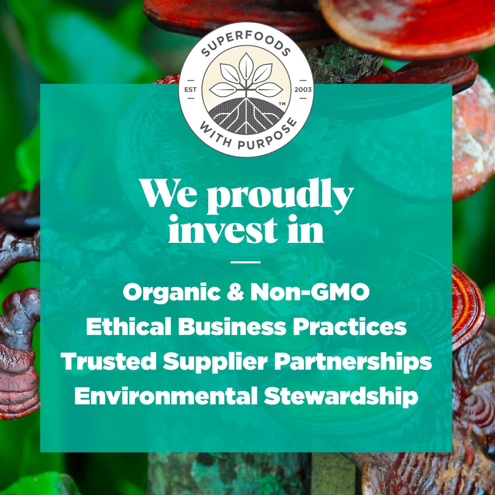 Navitas Organics Superfood+ Adaptogen Blend for Stress Support (Maca + Reishi + Ashwagandha), 6.3oz Bag, 30 Servings — Organic, Non-GMO, Vegan, Gluten-Free, Keto & Paleo.