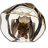 REALBUG Desk Decoration-Hanging Bat, Small Clear