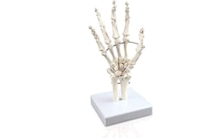Vision Scientific VAJ210 Right Hand Skeleton with Articulated Joints | Shows Ulna and Radius, Portray Natural Movement of Human Hand | Instruction Manual