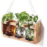 Plant Terrarium Propagation Stations Hydroponics Halloween Skull Planter Vase Skulls Decor with Wooden Stand Gift for Father
