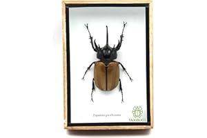 TAXIBUGS Rare Giant 5 Horn Rhino/Rhinoceros Beetle, Eupatorus gracilicornis, Taxidermy Insect Box Entomology Gift (Wooden Box)