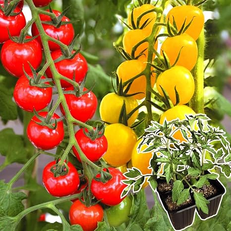 Amazon 国華園 接木野菜苗 接木4連f1cfプチぷよセット 2種8株 21年春商品 野菜