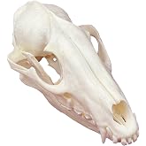 CLLOEAT Taxidermy Real Animals Skulls, Real Bones Specimen, Taxidermy Supplies for Science Education, Special Gift (Racoon Skull)