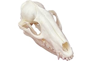 CLLOEAT Taxidermy Real Animals Skulls, Real Bones Specimen, Taxidermy Supplies for Science Education, Special Gift (Racoon Skull)