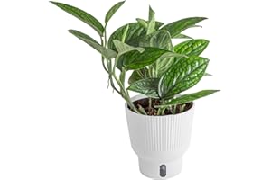 Costa Farms Green Galaxy Monstera, Rare Unique Live Indoor Plant in 6-Inch Self-Watering Houseplant Pot, Potting Soil, Trending Tropicals Collection, Room and Home Decor