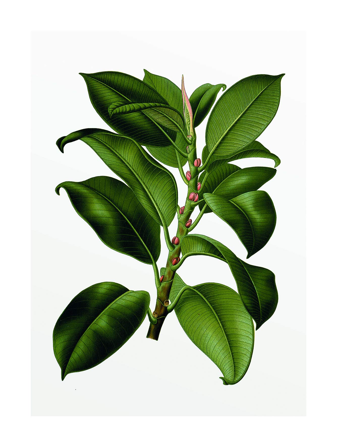 Komar Wall Mural | Elastica Tree | Plant Green Poster Picture Living Room Bedroom Decoration Art Print | Without Frame | P056-30x40 | Size: 30 x 40 cm (Width x Height)