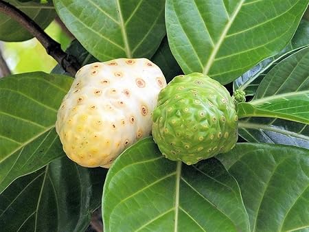 M-Tech Gardens Rare Indian Mulberry Noni Medicinal Fruit Seedling Live Plant