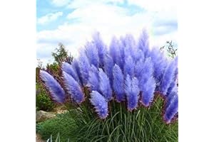 CHUXAY GARDEN Blue Pampas Grass-Cortaderia Selloana 100 Seeds Fast Growing Ornamental Grass for Landscaping or Decoration Decor Tall Privacy Plant