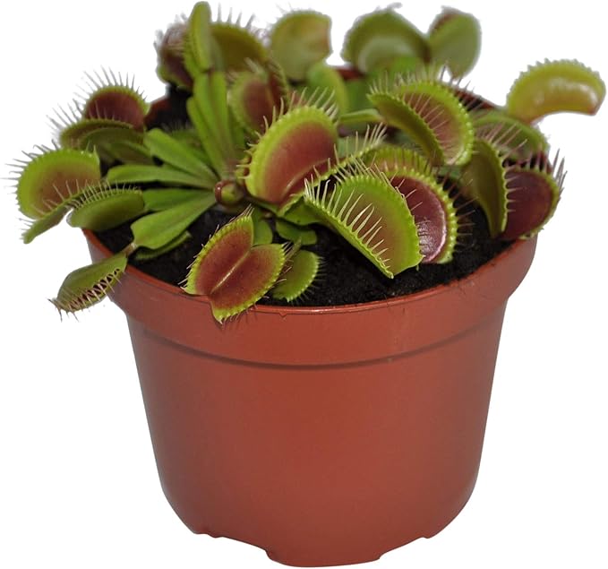 Dionaea Muscipula AttrapeMouches Plante d'intérieur carnivore Hauteur 1015cm Pot de ø Dionaea Muscipula AttrapeMouches Plante d'intérieur carnivore Hauteur 1015cm Pot de ø