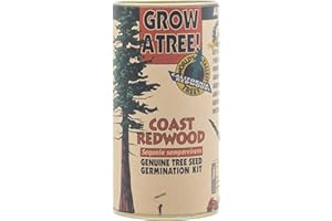 Coast Redwood | Tree Seed Grow Kit | The Jonsteen Company
