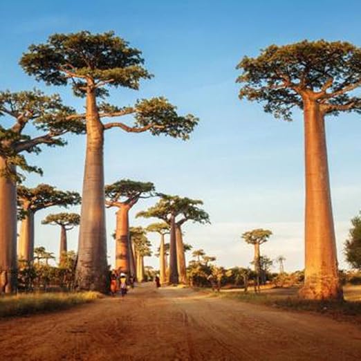 WuWxiuzhzhuo 10 semillas de árbol de Baobab Adansonia Digitata, plantas