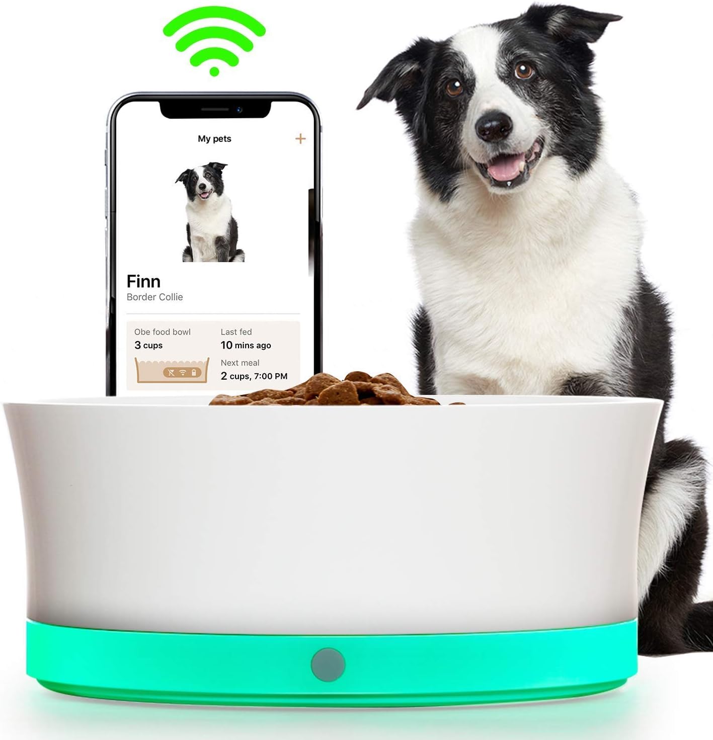 dog collars with engraved name plate